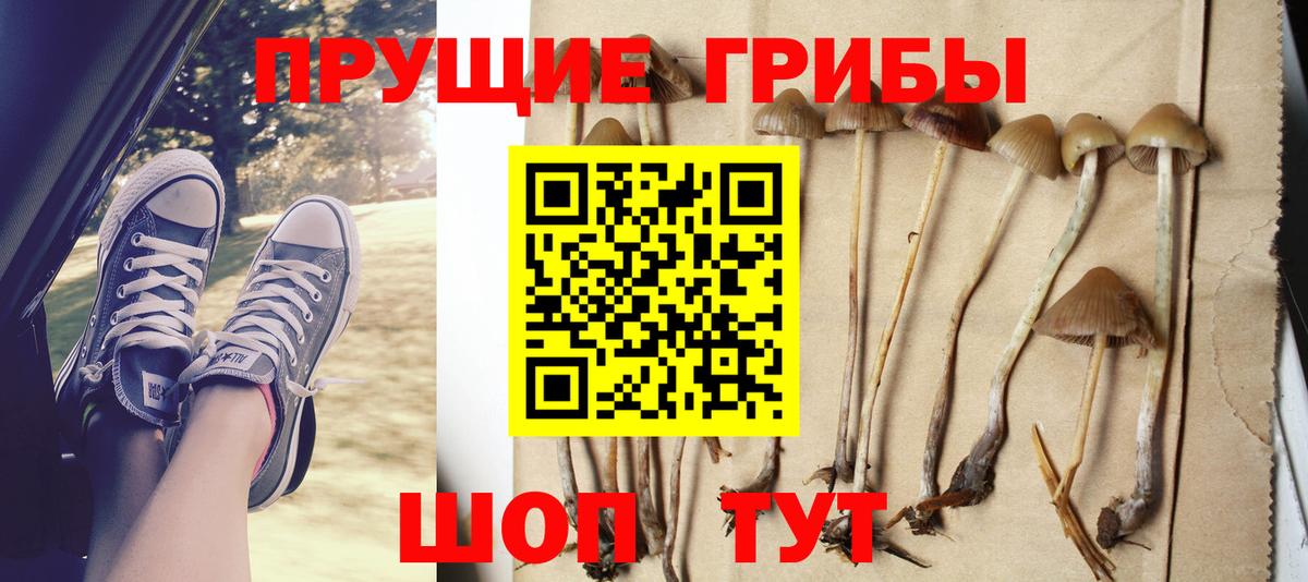 Псилоцибиновые грибы Psilocybine cubensis  Вход с VPN  Луга 